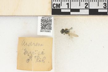 Media type: image;   Entomology 770381 Aspect: Labels